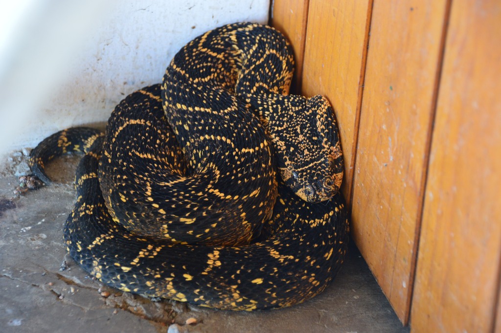 Puffadder